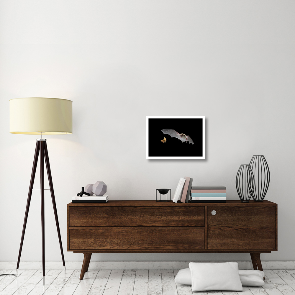 Little Brown Bat pursues a forest moth-Paper Art-24&quotx17.6"