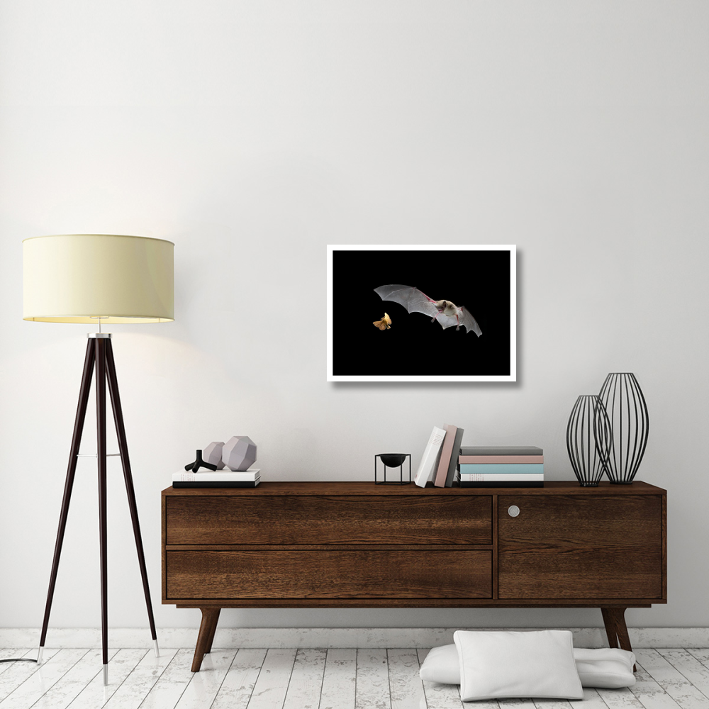 Little Brown Bat pursues a forest moth-Paper Art-32&quotx23.3"