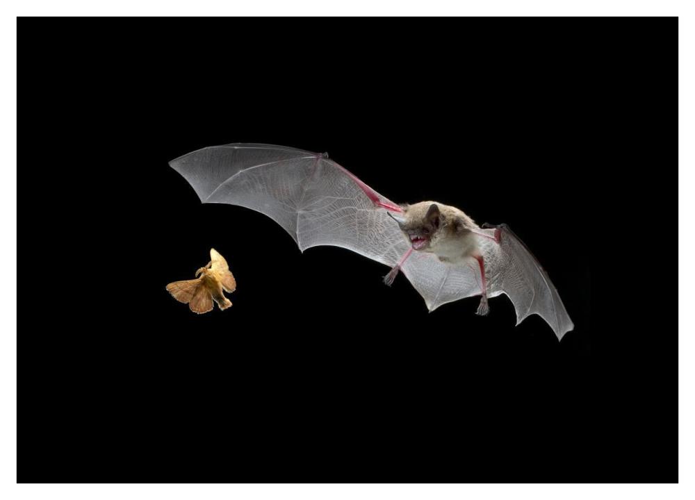 Little Brown Bat pursues a forest moth-Paper Art-42"x30.4"