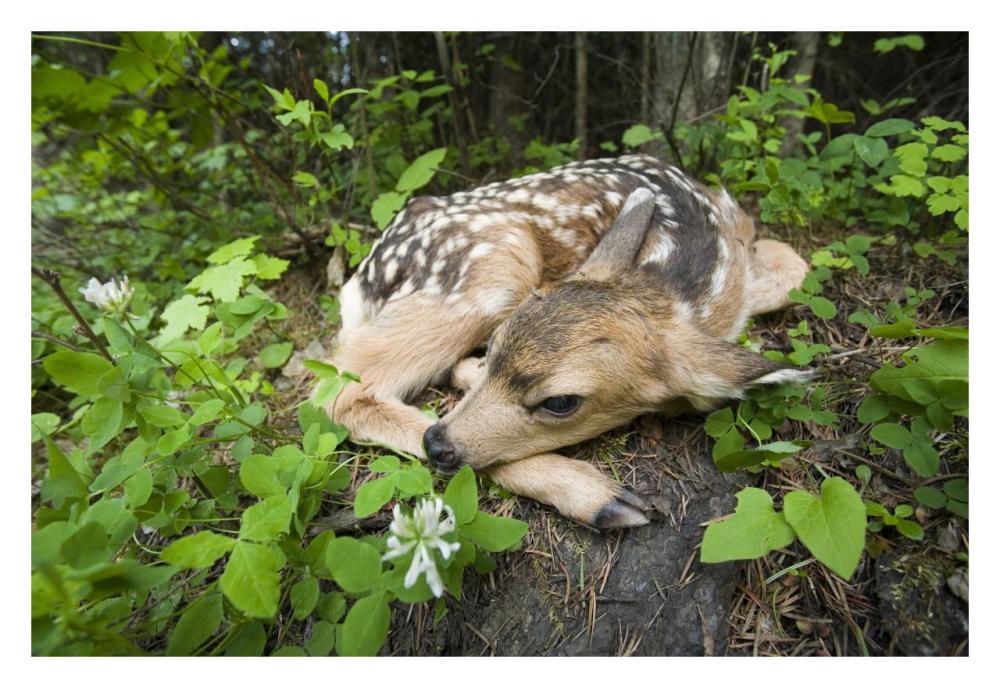 Newborn Mule Deer fawn, waiting for the return of its mother, Siuslaw National Forest, Oregon-Paper Art-32"x22"