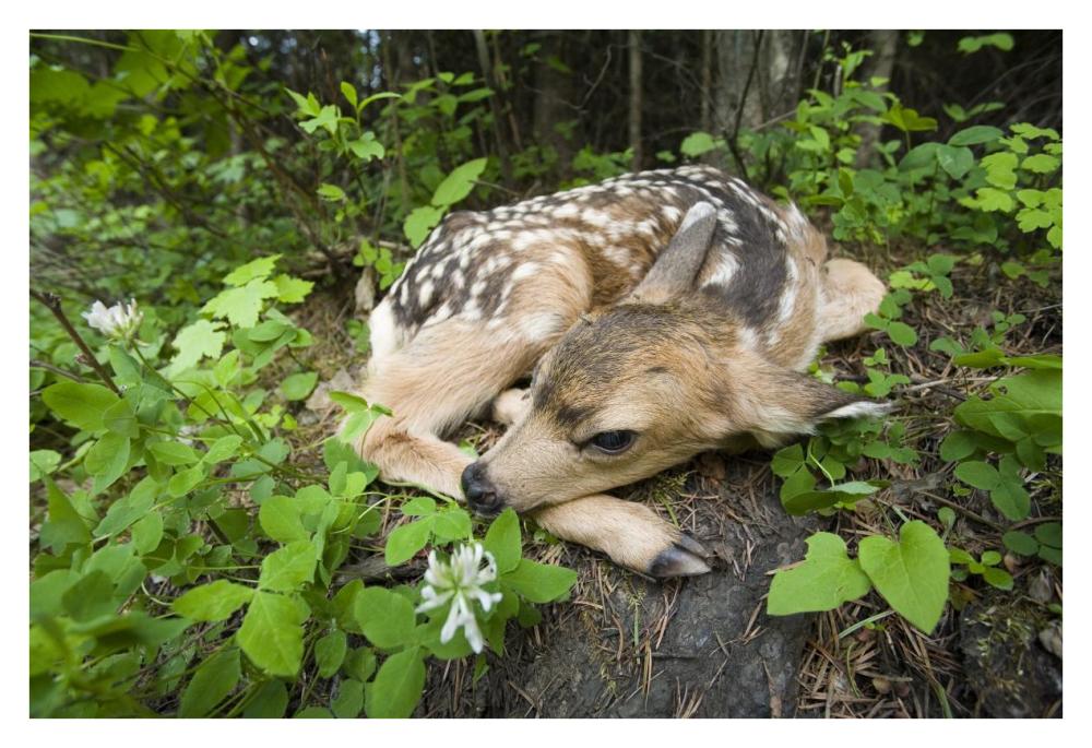 Newborn Mule Deer fawn, waiting for the return of its mother, Siuslaw National Forest, Oregon-Paper Art-38"x26"