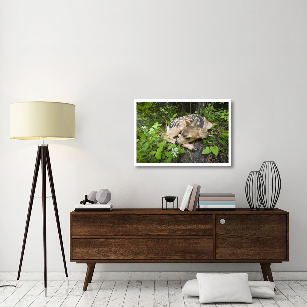 Newborn Mule Deer fawn, waiting for the return of its mother, Siuslaw National Forest, Oregon-Paper Art-38&quotx26"