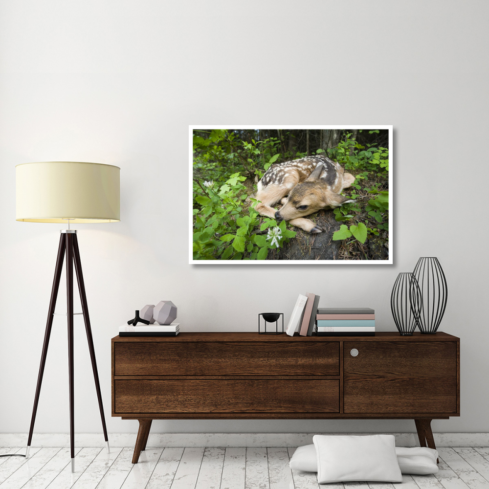 Newborn Mule Deer fawn, waiting for the return of its mother, Siuslaw National Forest, Oregon-Paper Art-50&quotx34"