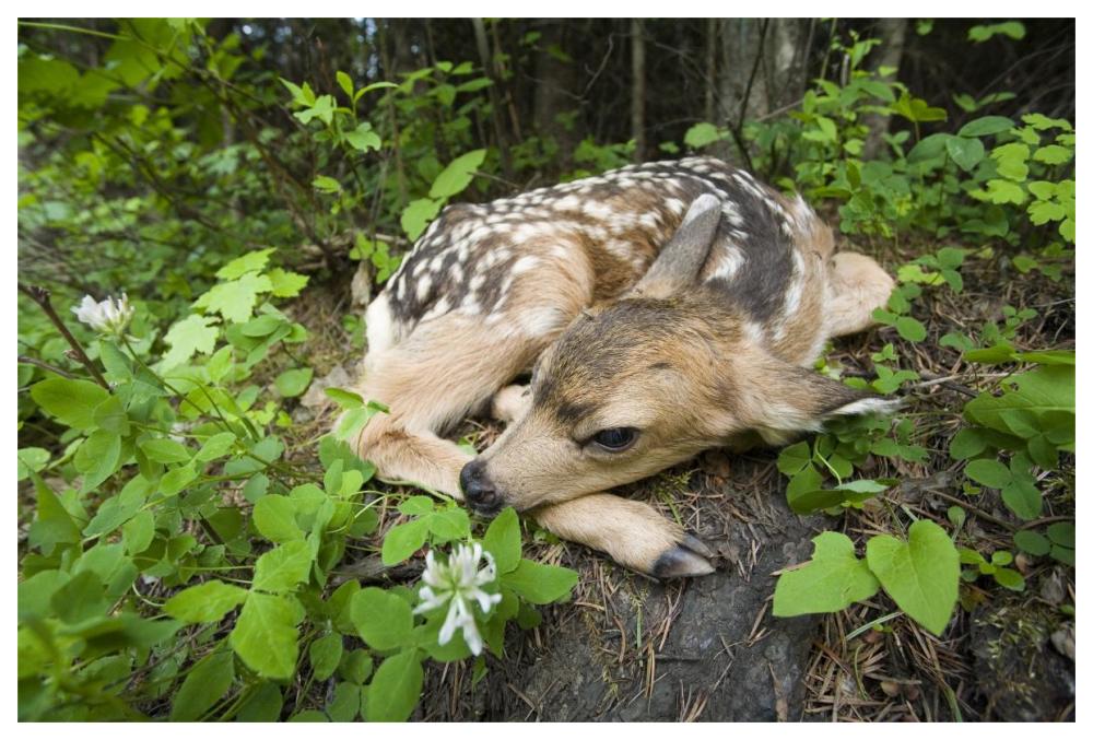 Newborn Mule Deer fawn, waiting for the return of its mother, Siuslaw National Forest, Oregon-Paper Art-62"x42"