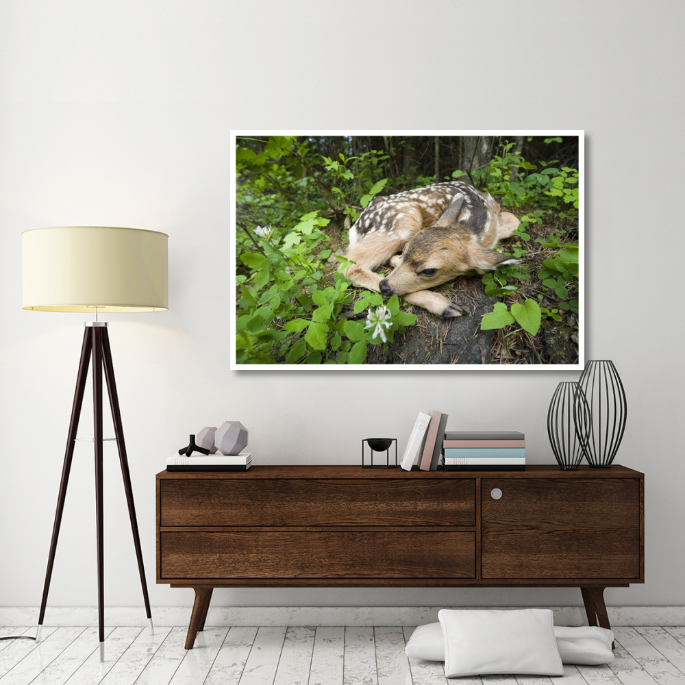 Newborn Mule Deer fawn, waiting for the return of its mother, Siuslaw National Forest, Oregon-Paper Art-62&quotx42"