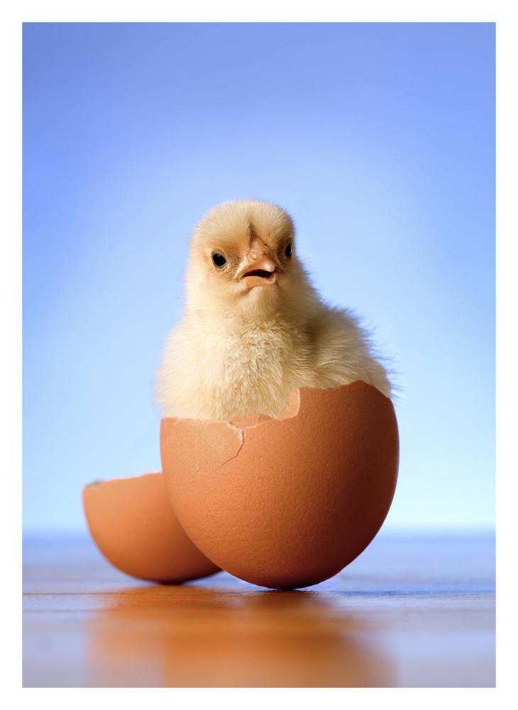 Domestic Chicken hatchling in egg shell-Paper Art-23.3"x32"