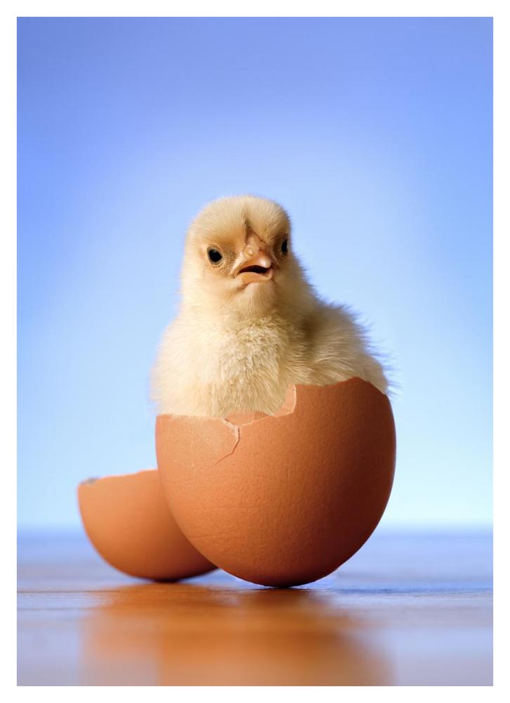 Domestic Chicken hatchling in egg shell-Paper Art-30.4"x42"