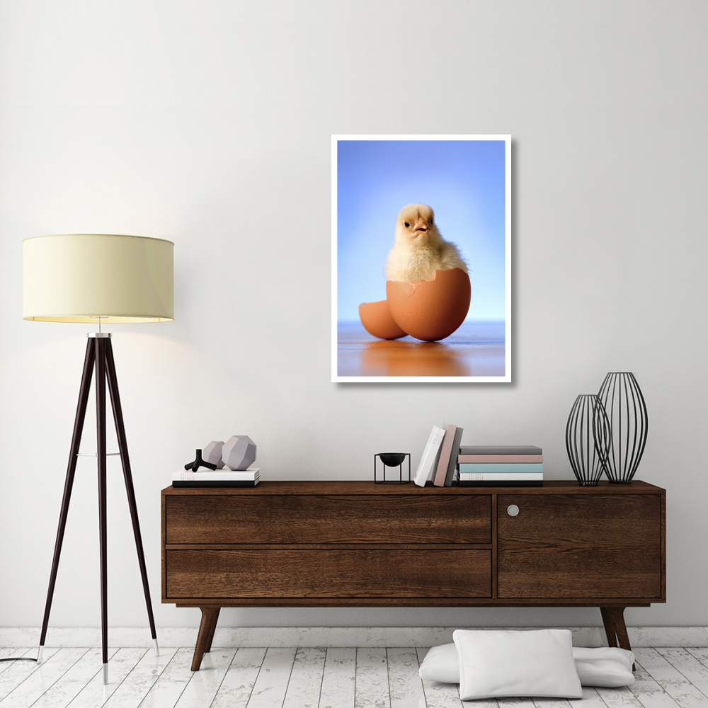 Domestic Chicken hatchling in egg shell-Paper Art-30.4&quotx42"