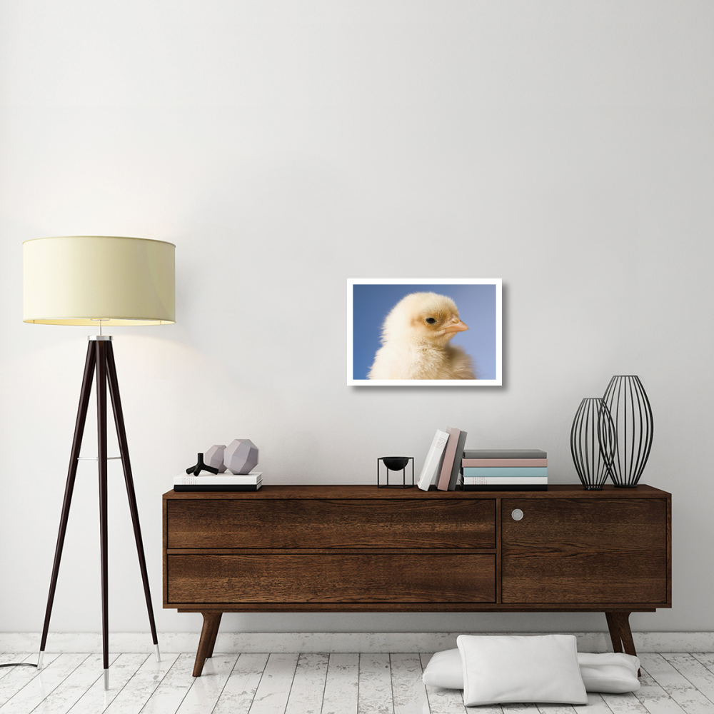 Domestic Chicken, banty morph, hatchling-Paper Art-26&quotx18"