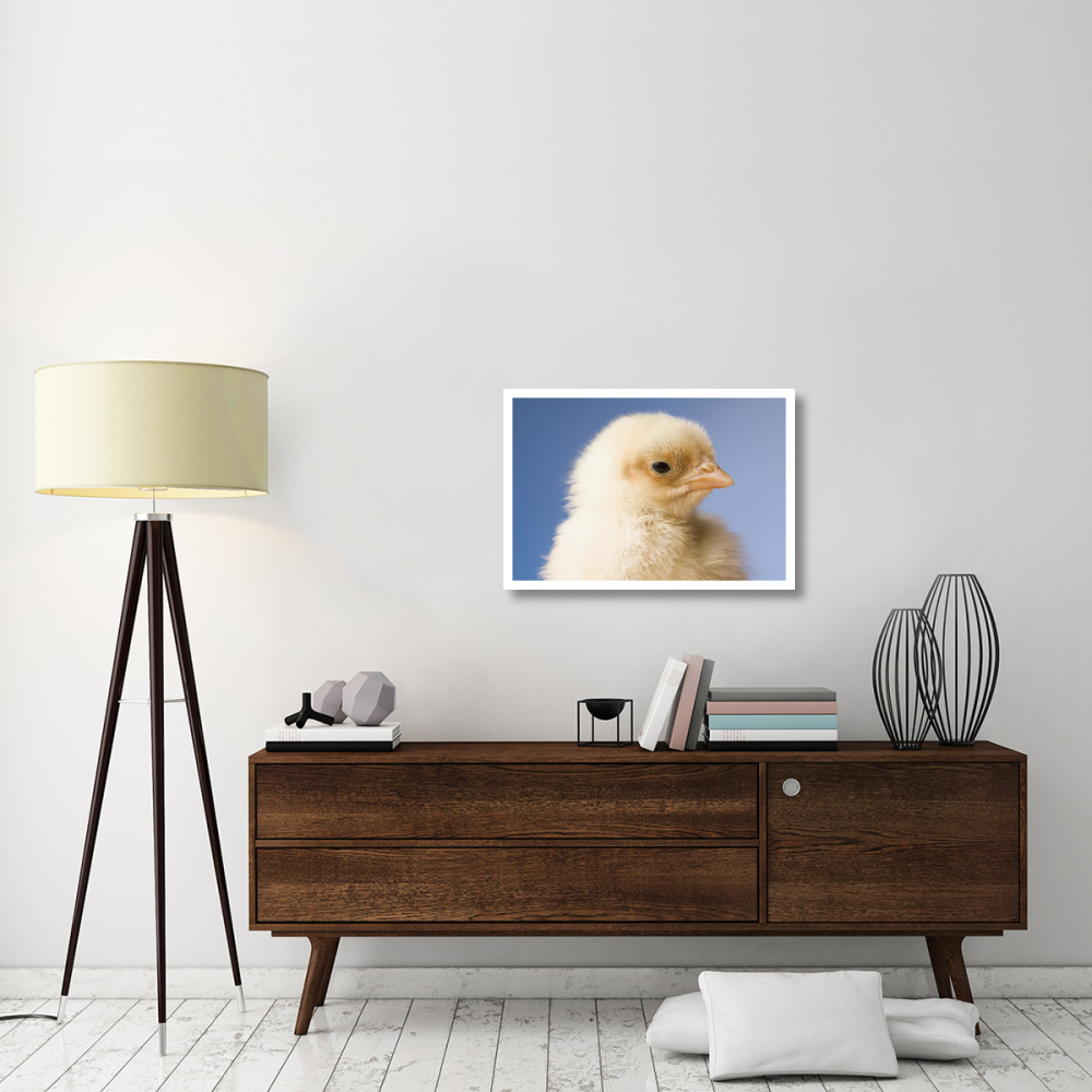 Domestic Chicken, banty morph, hatchling-Paper Art-32&quotx22"
