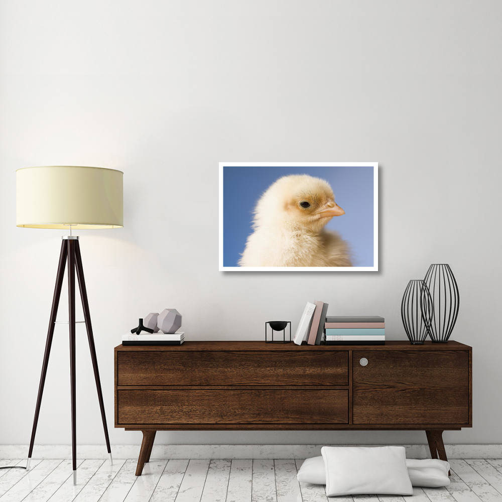 Domestic Chicken, banty morph, hatchling-Paper Art-38&quotx26"