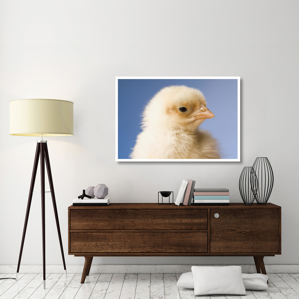 Domestic Chicken, banty morph, hatchling-Paper Art-50&quotx34"