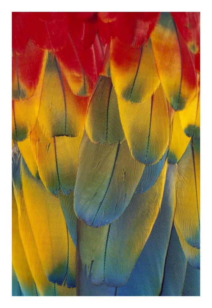 Scarlet Macaw close-up of colorful feathers-Paper Art-18"x26"