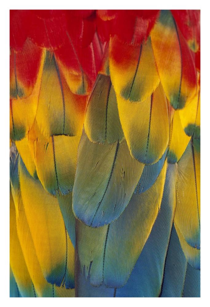 Scarlet Macaw close-up of colorful feathers-Paper Art-22"x32"