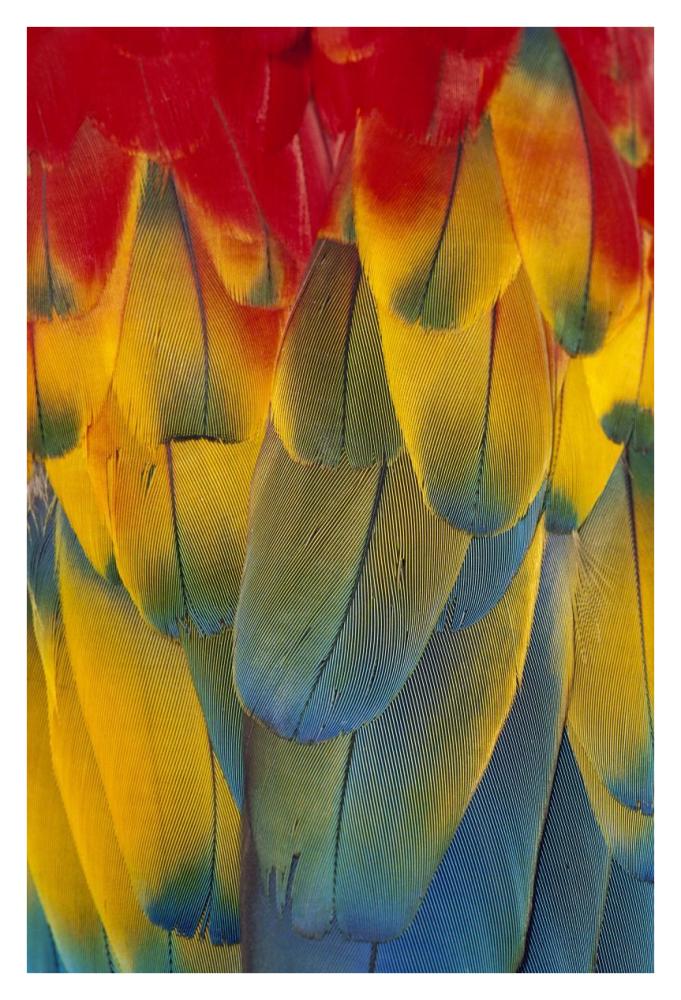 Scarlet Macaw close-up of colorful feathers-Paper Art-26"x38"