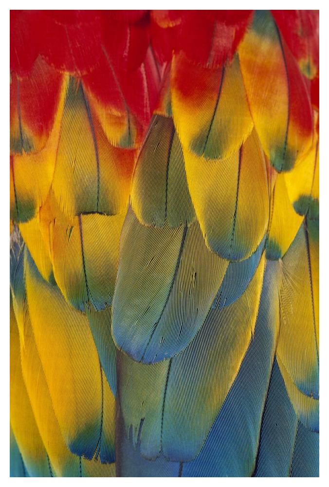 Scarlet Macaw close-up of colorful feathers-Paper Art-34"x50"