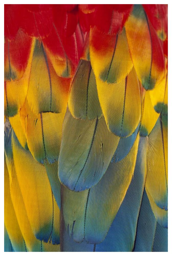 Scarlet Macaw close-up of colorful feathers-Paper Art-42"x62"