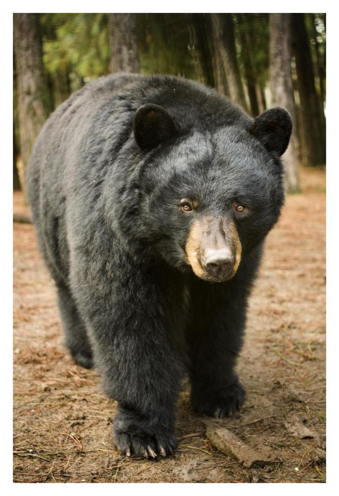 Black Bear portrait during a mild winter, Oregon-Paper Art-14"x20"