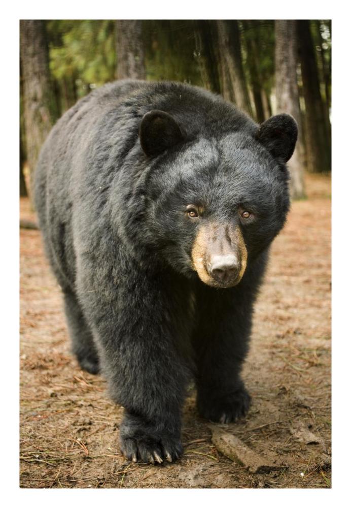 Black Bear portrait during a mild winter, Oregon-Paper Art-18"x26"