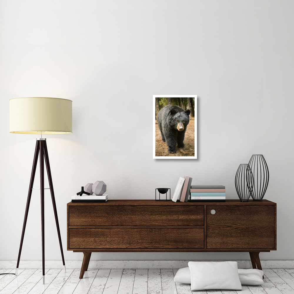 Black Bear portrait during a mild winter, Oregon-Paper Art-18&quotx26"