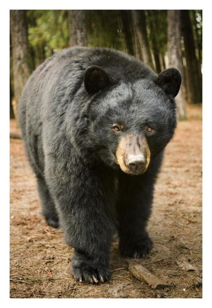 Black Bear portrait during a mild winter, Oregon-Paper Art-22"x32"