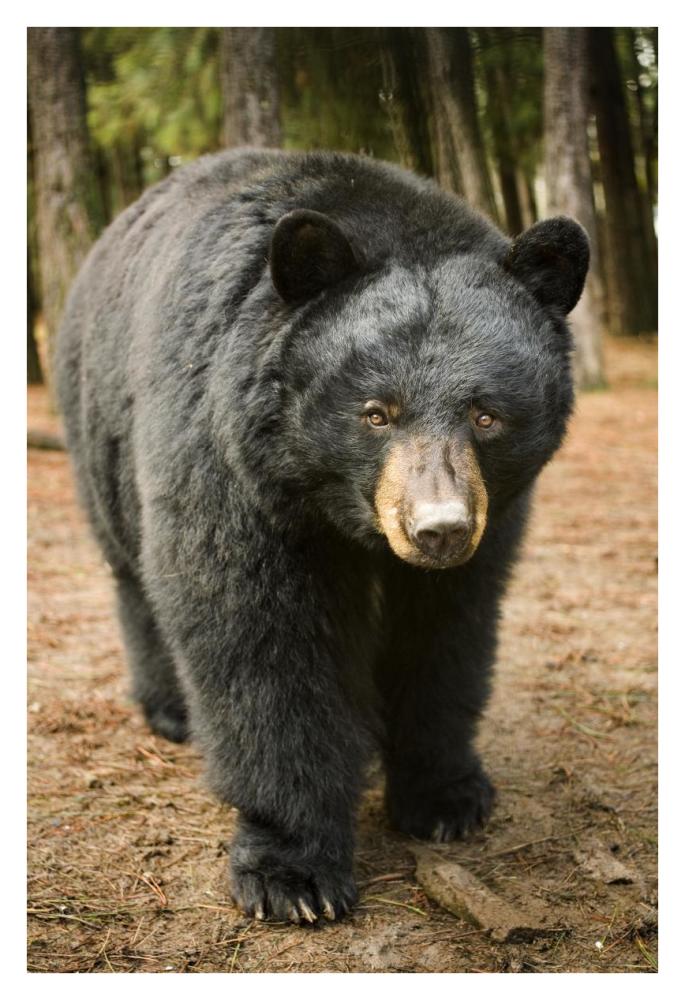 Black Bear portrait during a mild winter, Oregon-Paper Art-26"x38"
