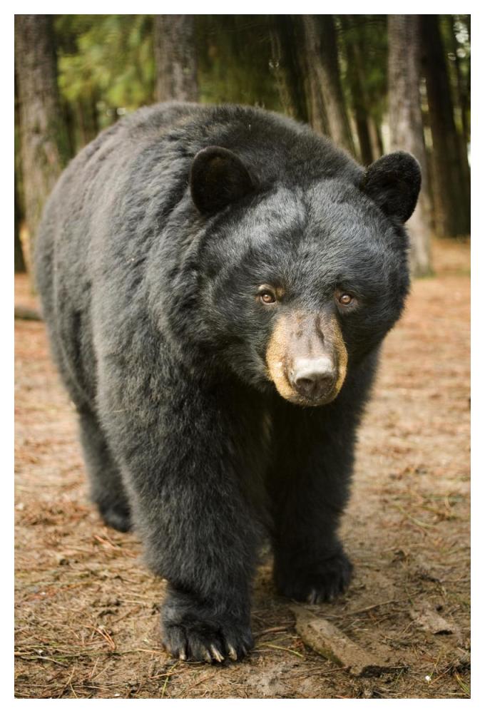 Black Bear portrait during a mild winter, Oregon-Paper Art-34"x50"