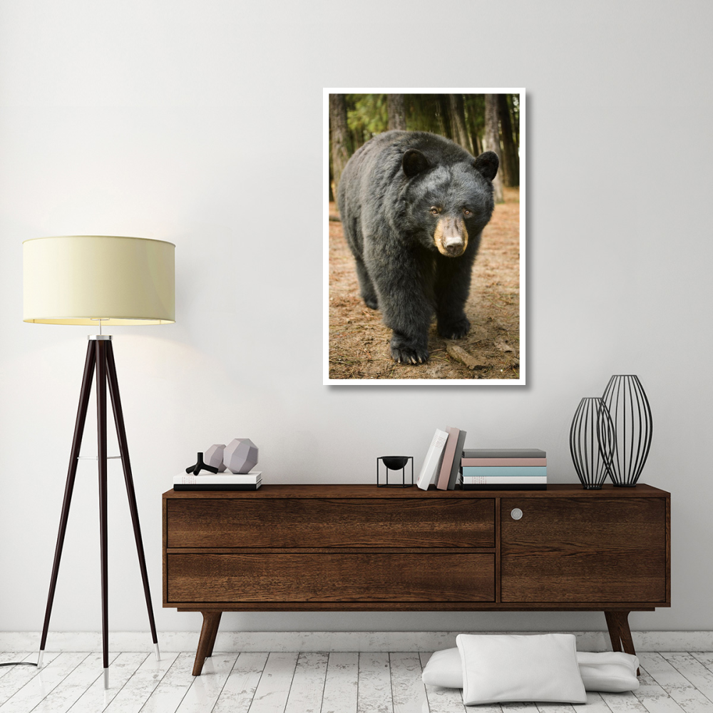 Black Bear portrait during a mild winter, Oregon-Paper Art-34&quotx50"