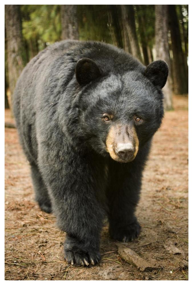 Black Bear portrait during a mild winter, Oregon-Paper Art-42"x62"