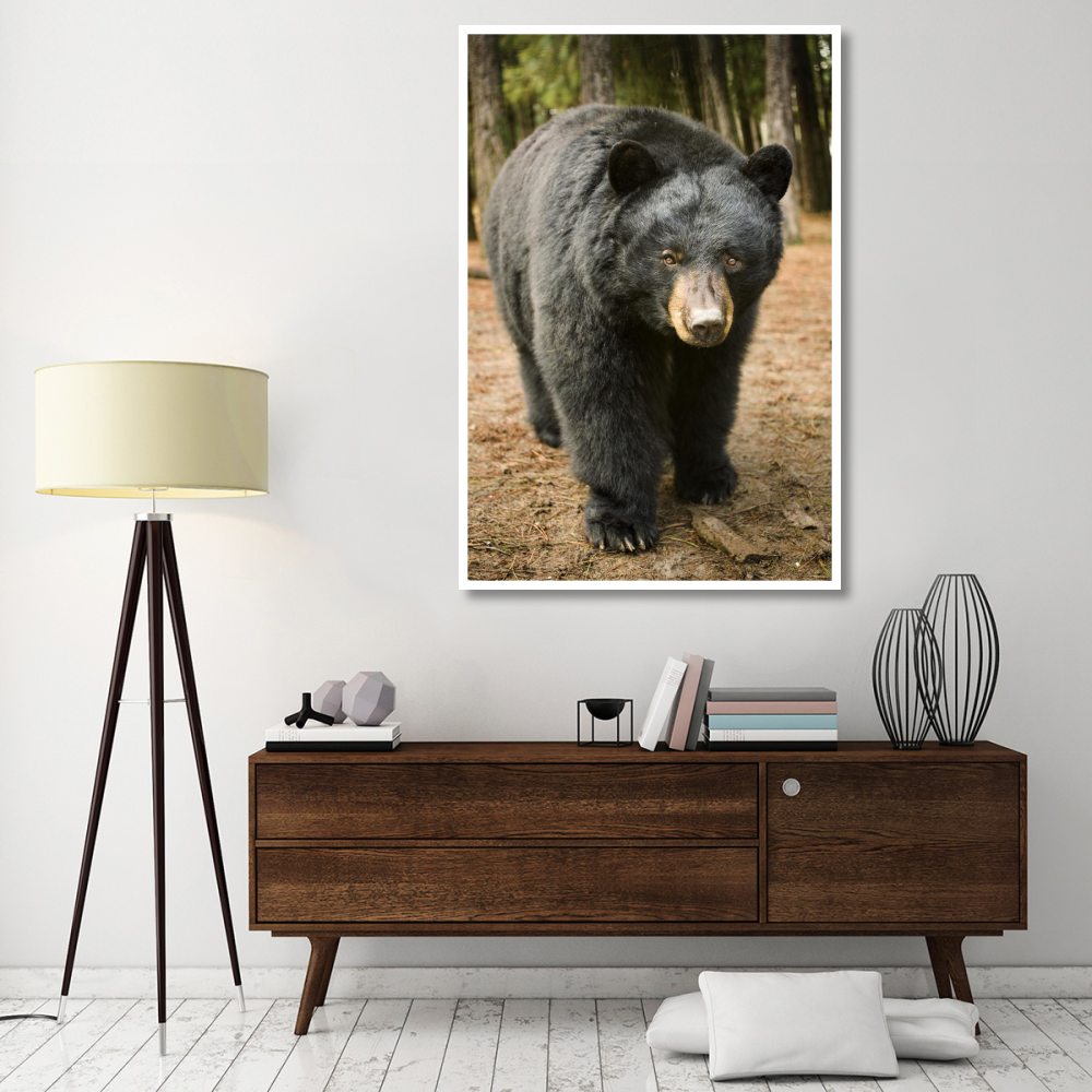 Black Bear portrait during a mild winter, Oregon-Paper Art-42&quotx62"