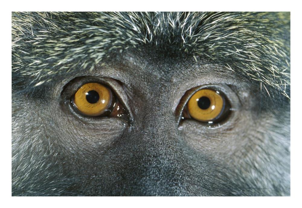 Allen's Swamp Monkey detail of eyes, native to Africa-Paper Art-26"x18"