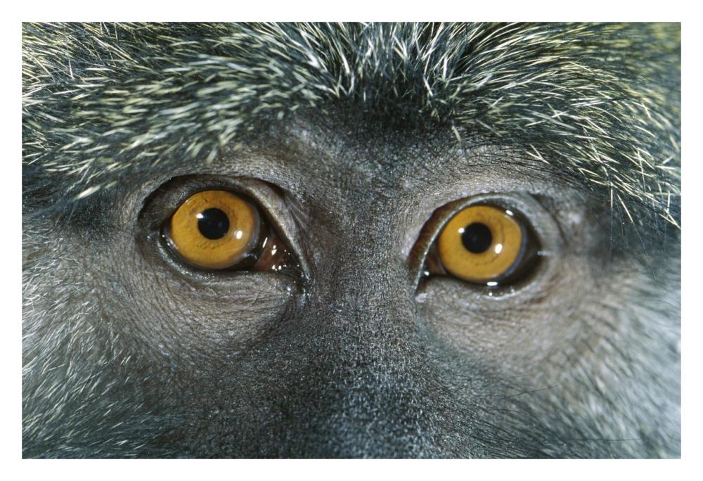 Allen's Swamp Monkey detail of eyes, native to Africa-Paper Art-32"x22"