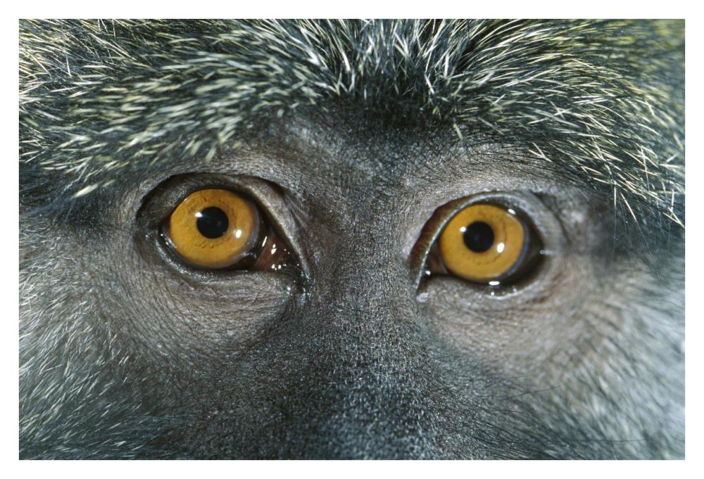 Allen's Swamp Monkey detail of eyes, native to Africa-Paper Art-38"x26"