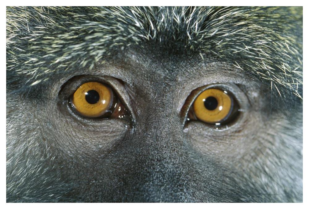 Allen's Swamp Monkey detail of eyes, native to Africa-Paper Art-50"x34"