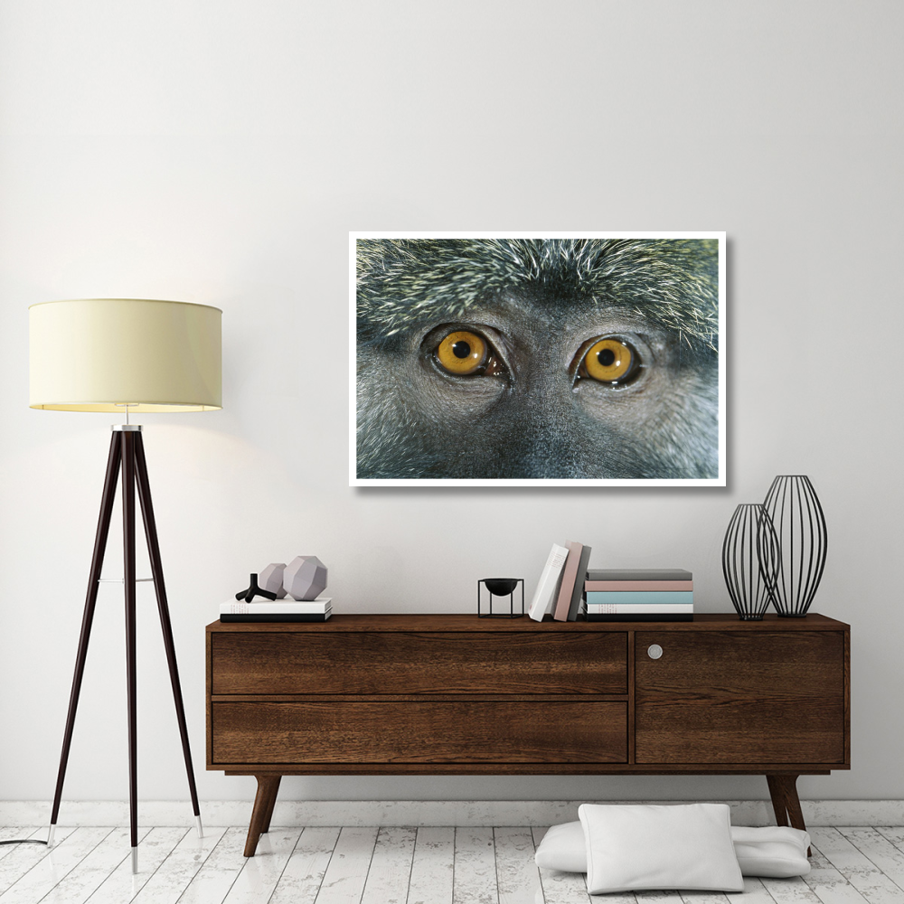 Allen's Swamp Monkey detail of eyes, native to Africa-Paper Art-50&quotx34"