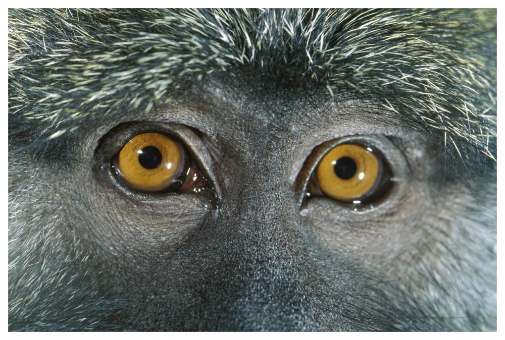 Allen's Swamp Monkey detail of eyes, native to Africa-Paper Art-62"x42"