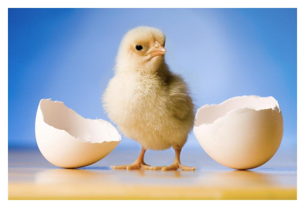 Domestic Chicken, banty morph, hatchling with egg shell-Paper Art-20"x14"