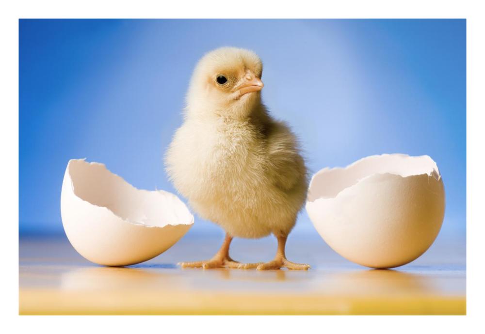 Domestic Chicken, banty morph, hatchling with egg shell-Paper Art-26"x18"