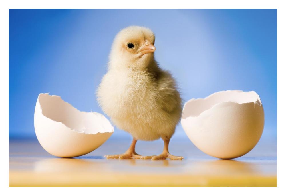 Domestic Chicken, banty morph, hatchling with egg shell-Paper Art-32"x22"