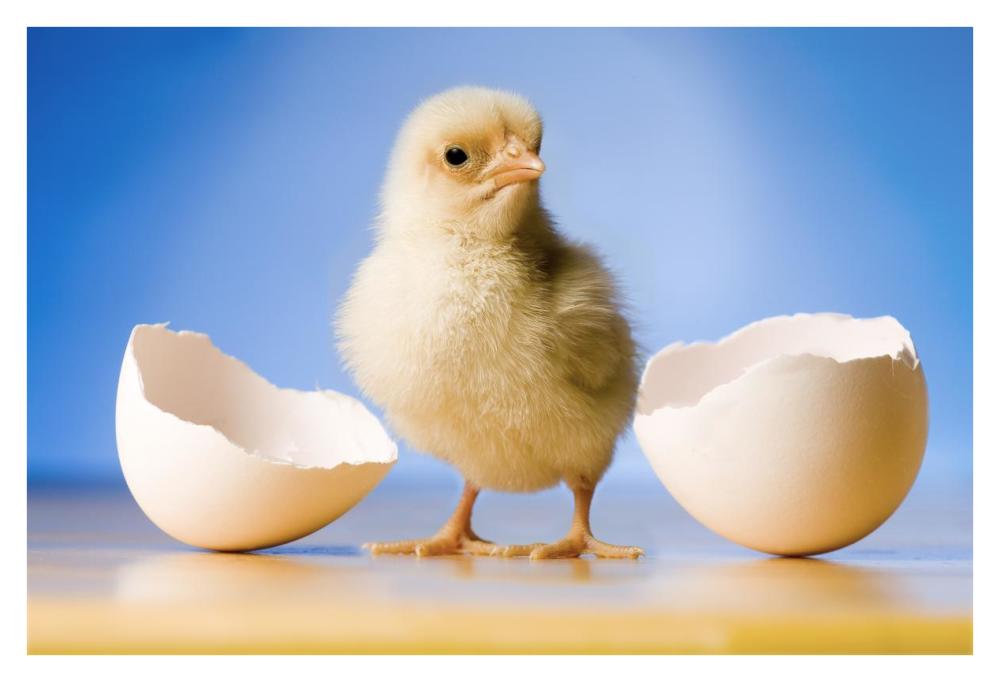 Domestic Chicken, banty morph, hatchling with egg shell-Paper Art-38"x26"