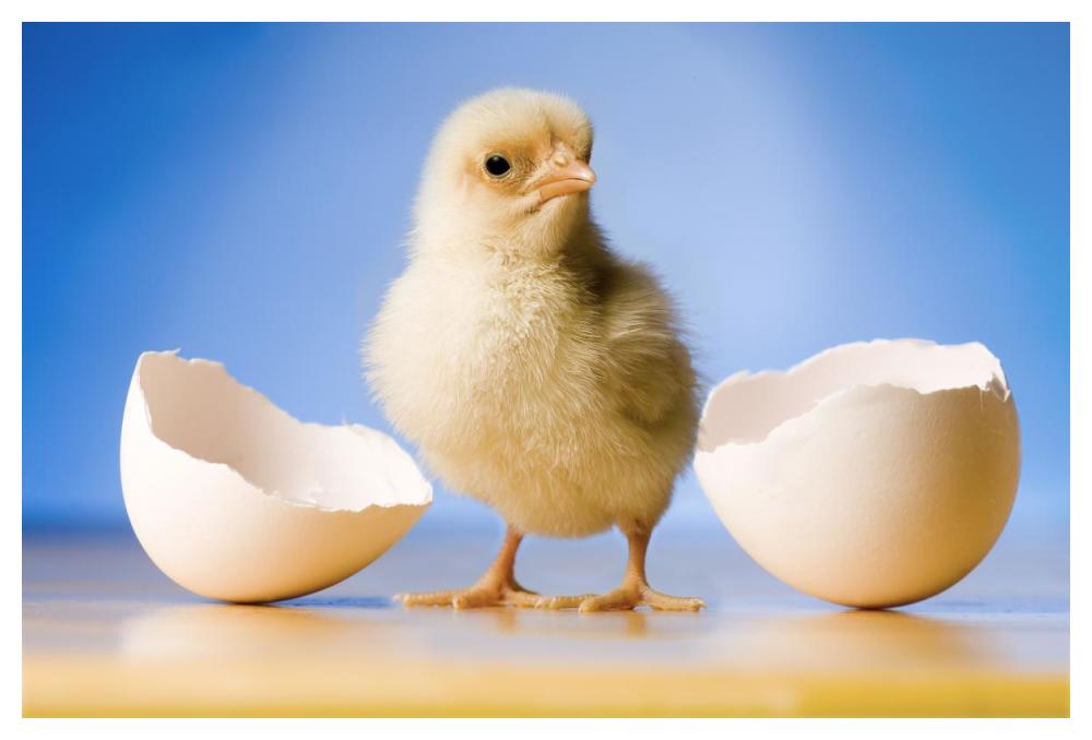 Domestic Chicken, banty morph, hatchling with egg shell-Paper Art-50"x34"