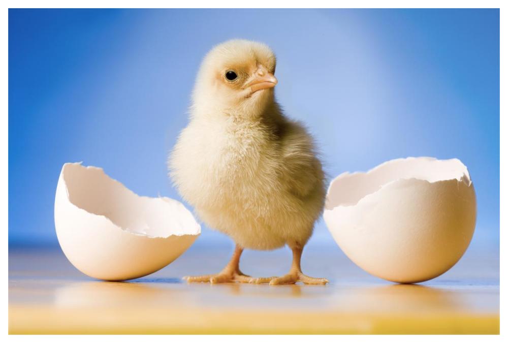 Domestic Chicken, banty morph, hatchling with egg shell-Paper Art-62"x42"