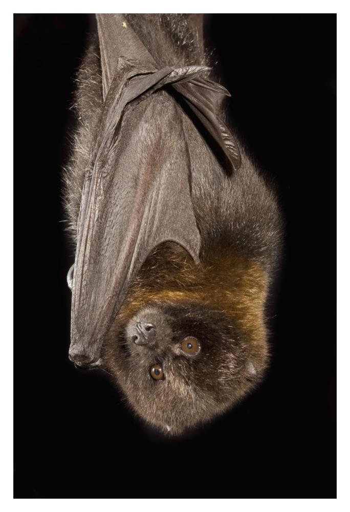 Rodrigues Flying Fox roosting, native to Rodrigues Island-Paper Art-14"x20"