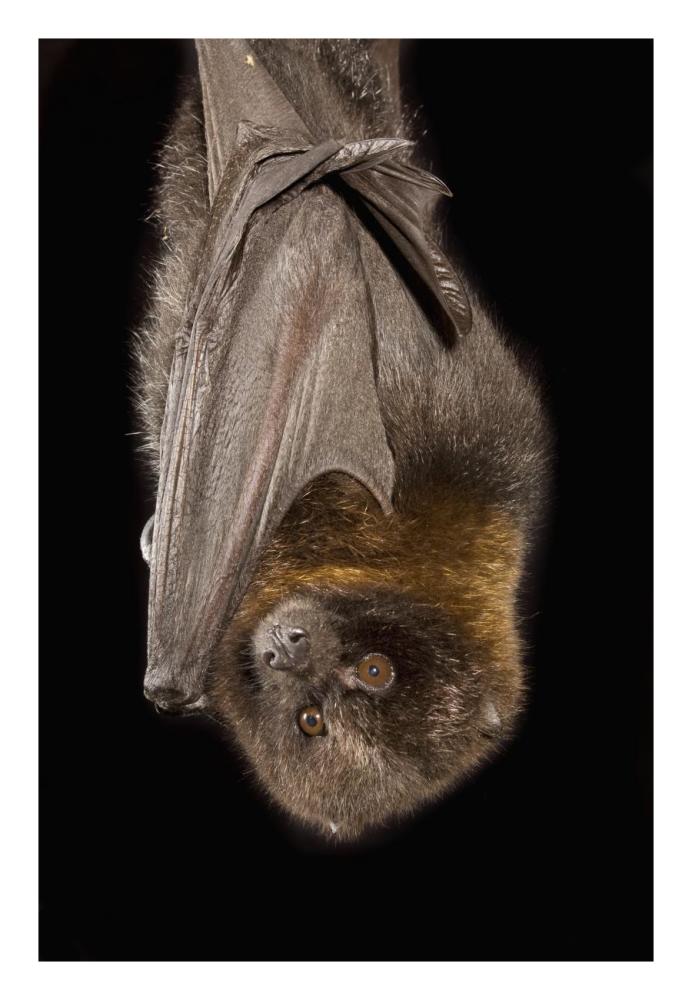 Rodrigues Flying Fox roosting, native to Rodrigues Island-Paper Art-18"x26"