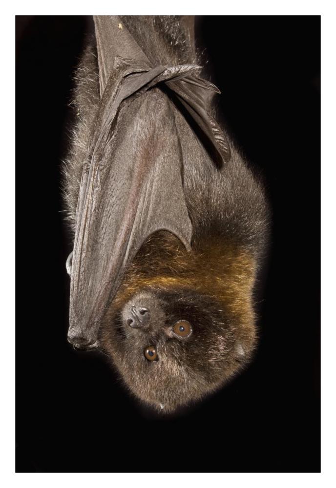 Rodrigues Flying Fox roosting, native to Rodrigues Island-Paper Art-22"x32"
