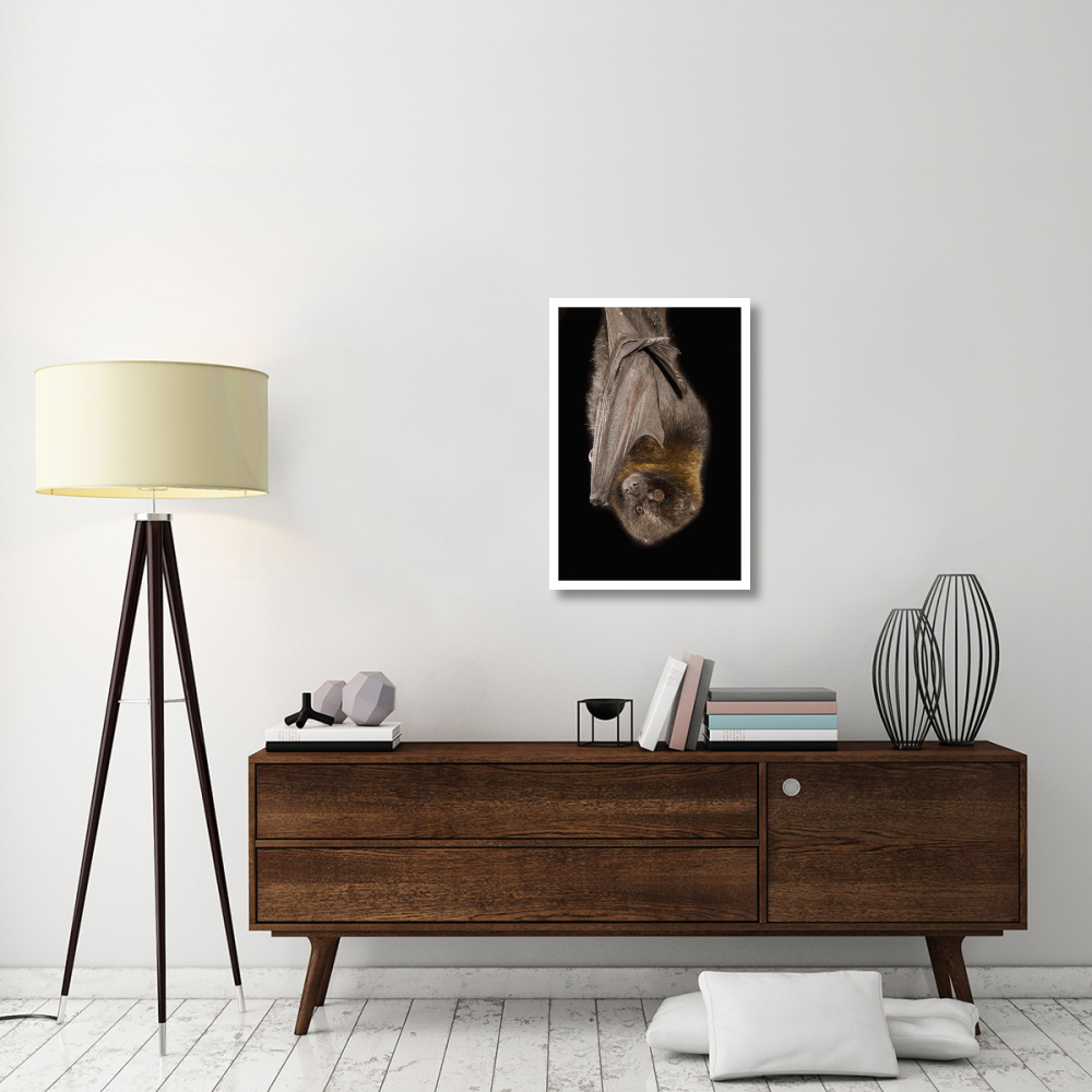 Rodrigues Flying Fox roosting, native to Rodrigues Island-Paper Art-22&quotx32"