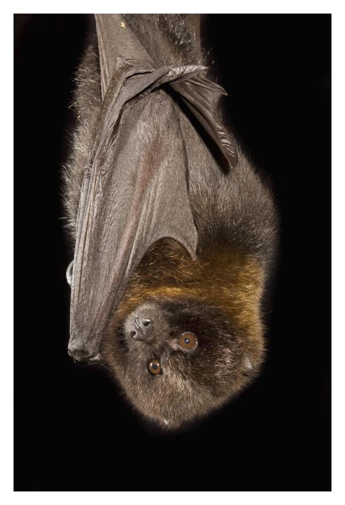 Rodrigues Flying Fox roosting, native to Rodrigues Island-Paper Art-26"x38"