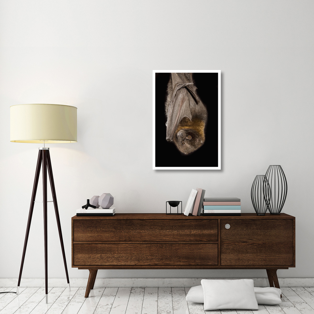 Rodrigues Flying Fox roosting, native to Rodrigues Island-Paper Art-26&quotx38"