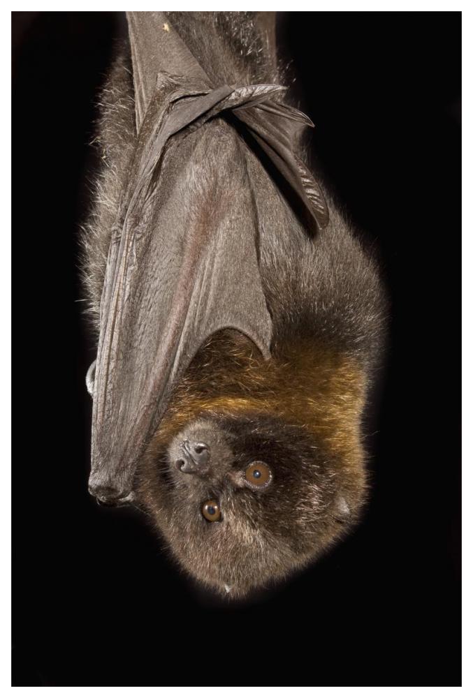 Rodrigues Flying Fox roosting, native to Rodrigues Island-Paper Art-42"x62"