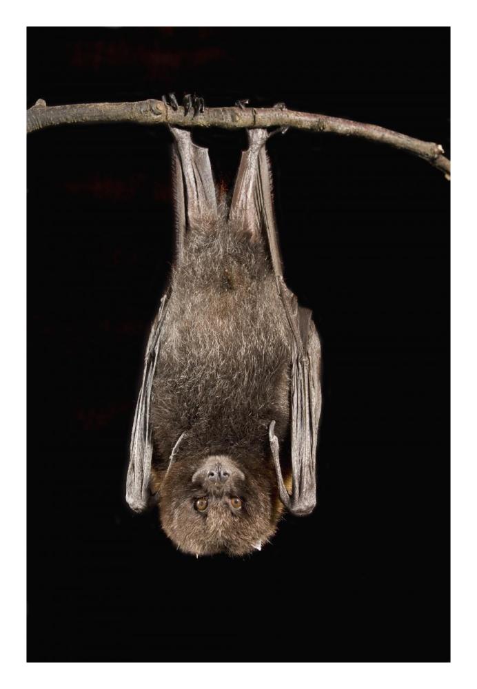 Rodrigues Flying Fox roosting, native to Rodrigues Island-Paper Art-18"x26"